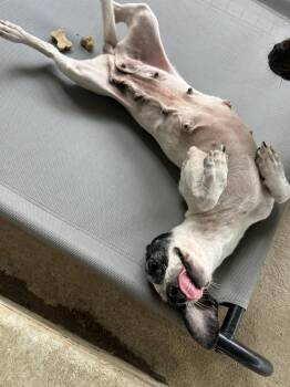 Morticia -  Dachshund and Jack Russell Terrier Dog for Adoption - Morticia | PetCurious