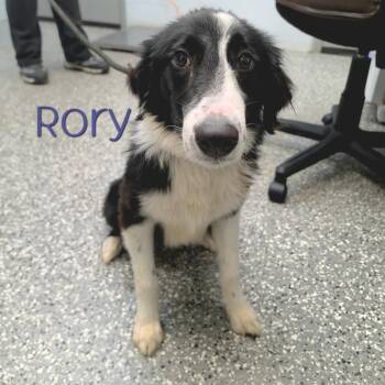 Rory -  Border Collie Dog for Adoption in Parkersburg, West Virginia - Rory | PetCurious