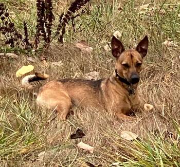 Prince -  Manchester Terrier Dog for Adoption in Covington, Washington - Prince | PetCurious