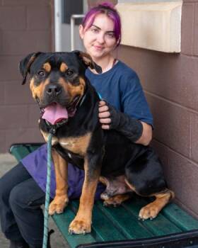 Cramer -  Mixed Breed Dog for Adoption in Chamblee, Georgia - Cramer | PetCurious