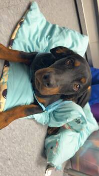 Dottie -  Rottweiler Dog for Adoption in Las Vegas, New Mexico - Dottie | PetCurious