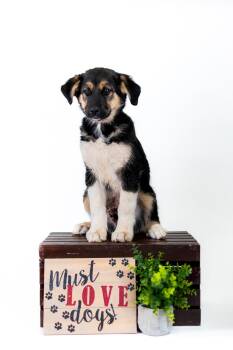 Husky Dogs Available for Adoption in Brighton, Colorado - 363-26 | PetCurious