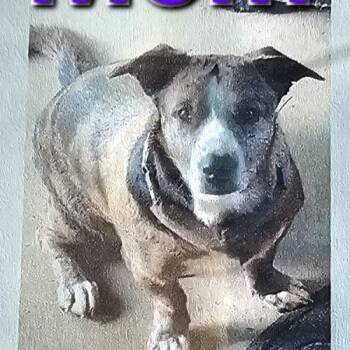 Dachshund and Mixed Breed Dogs Available for Adoption in Biloxi, Mississippi - Mario Star-Dust | PetCurious