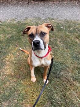Oj -  Pit Bull Terrier Dog for Adoption in Vancouver, Washington - Oj | PetCurious
