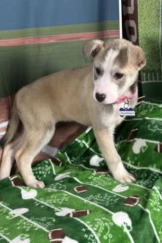 Retriever and Mixed Breed Dogs Available for Adoption - Touchback | PetCurious