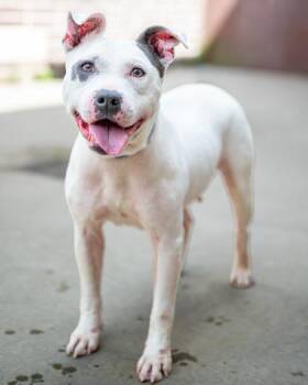 Sheina -  Mixed Breed Dog for Adoption in Chamblee, Georgia - Sheina | PetCurious