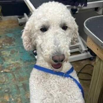 Cece - In Foster -  Standard Poodle Dog for Adoption in Alabaster, Alabama - Cece - In Foster | PetCurious