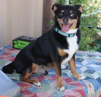 Toby -  Chihuahua and Dachshund Dog for Adoption in Bandera, Texas - Toby | PetCurious