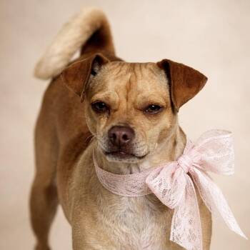 Puggle Dogs Available for Adoption - Lyrica: 17 Pounds Of Pure Love | PetCurious