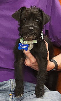 Rescue Chihuahua and Terrier Dogs for Adoption in Bothell, Washington - Cash | PetCurious