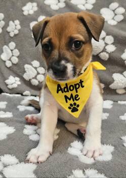 Nova -  Boxer Dog for Adoption in Galt, California - Nova | PetCurious