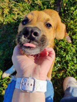 Rescue Great Pyrenees and Mixed Breed Dogs for Adoption in Beatrice, Nebraska - Gretchen | PetCurious