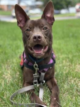 Molasses -  Mixed Breed Dog for Adoption in West Chester, Pennsylvania - Molasses | PetCurious