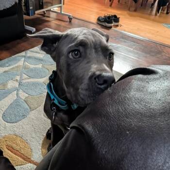 Levi -  Mixed Breed Dog for Adoption in Manchester, Pennsylvania - Levi | PetCurious