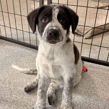 Murphy -  Shepherd and Great Pyrenees Dog for Adoption in Minneapolis, Minnesota - Murphy | PetCurious