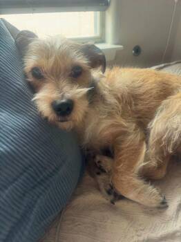 Brownie -  Mixed Breed Dog for Adoption in Mesa, Arizona - Brownie | PetCurious