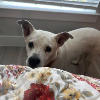 Cher -  Pit Bull Terrier and Labrador Retriever Dog for Adoption in Magnolia, Texas - Cher | PetCurious