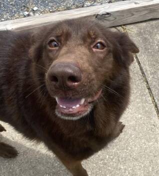 Ember -  Shepherd Dog Available for Adoption in Glasgow, Kentucky - Ember | PetCurious