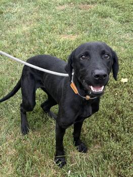 Hulk -  Labrador Retriever Dog for Adoption in Winchester, Virginia - Hulk | PetCurious
