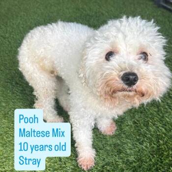 Pooh -  Maltese Dog for Adoption in Tampa, Florida - Pooh | PetCurious