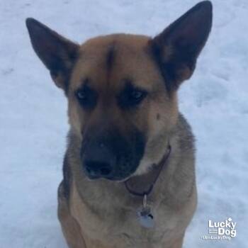 Shepherd Dogs Available for Adoption - Ozzie | PetCurious