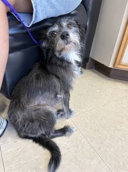 DALLAS -  Schnauzer and Mixed Breed Dog for Adoption in Killeen, Texas - DALLAS | PetCurious