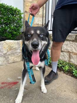 Mixed Breed Dogs Available for Adoption in Dallas, Texas - BUDDY | PetCurious