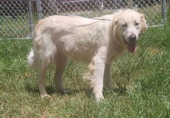 261331  Gracie -  Retriever and Great Pyrenees Dog for Adoption in Wetumpka, Alabama - 261331  Gracie | PetCurious