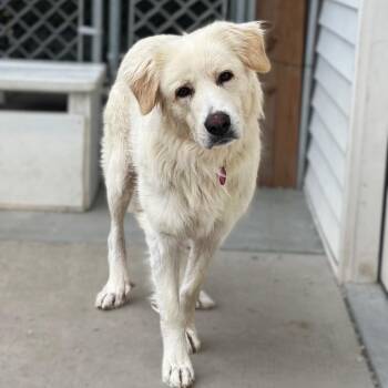 Tabitha/ Mom -  Great Pyrenees and Mixed Breed Dog for Adoption in St. Peters, Missouri - Tabitha/ Mom | PetCurious
