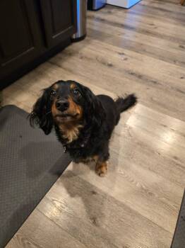Jager CL -  Dachshund Dog for Adoption - Jager CL | PetCurious