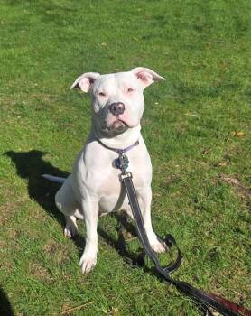 Staffordshire Bull Terrier and Mixed Breed Dogs Available for Adoption in Dedham, Massachusetts - JELLY | PetCurious