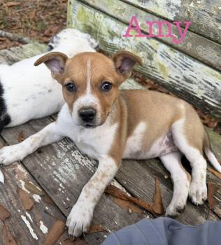 Amy -  Australian Shepherd Dog for Adoption in Semmes, Alabama - Amy | PetCurious