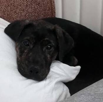 Rescue Mixed Breed Dogs for Adoption in Wando, South Carolina - Lilly | PetCurious