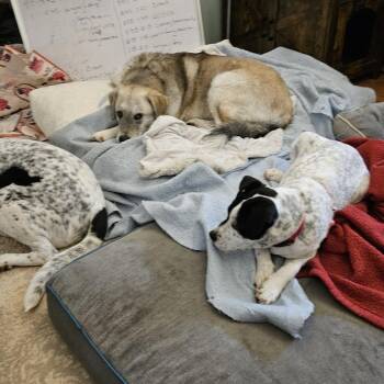 Australian Cattle Dog Blue Heeler Dogs Available for Adoption - Sprinkles | PetCurious