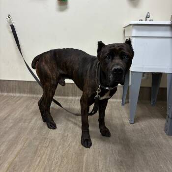 Cane Corso Dogs Available for Adoption in Pasadena, California - Silly Goose | PetCurious