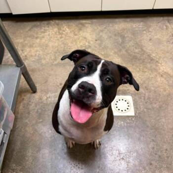 Stormie -  Pit Bull Terrier and Mixed Breed Dog for Adoption in Shinnston, West Virginia - Stormie | PetCurious