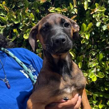 Gardenia -  Belgian Shepherd Malinois and Pit Bull Terrier Dog for Adoption in Goleta, California - Gardenia | PetCurious