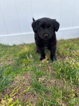 Mixed Breed Dogs Available for Adoption in Murray, Kentucky - Quinn | PetCurious
