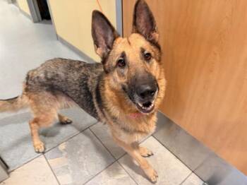 German Shepherd Dog Dogs Available for Adoption in Tustin, California - GRETCHEN | PetCurious