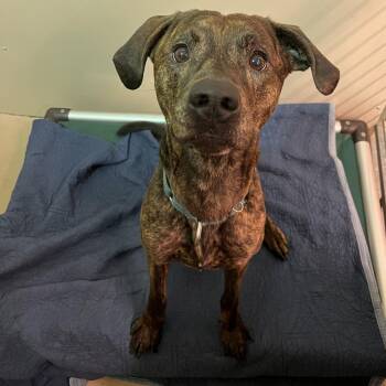 Ironhide -  Mixed Breed Dog for Adoption in Fairport, New York - Ironhide | PetCurious