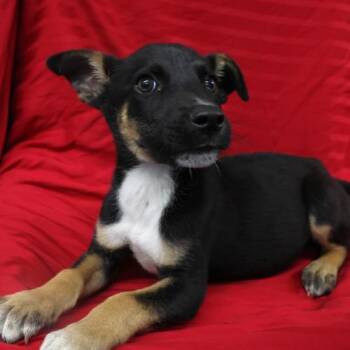 Larry -  German Shepherd Dog Dog for Adoption in Thief River Falls, Minnesota - Larry | PetCurious