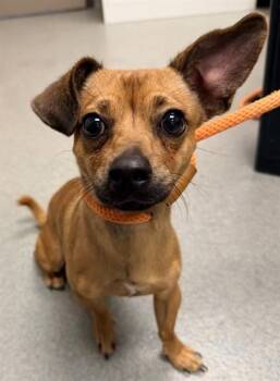 BREEZE -  Chihuahua Dog for Adoption in Ontario, California - BREEZE | PetCurious