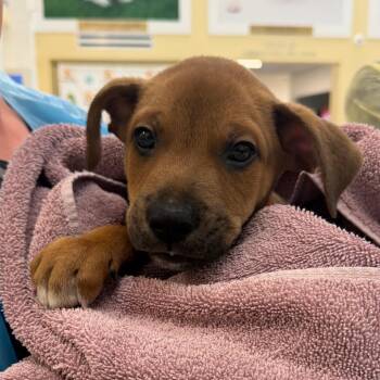 Sofrito -  Mixed Breed Dog for Adoption in West Palm Beach, Florida - Sofrito | PetCurious