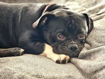 Rescue Bulldog Dogs for Adoption in San Jose, California - Dozer | PetCurious