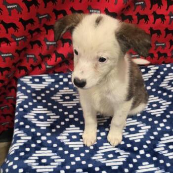 Dory -  Australian Cattle Dog Blue Heeler and Cattle Dog Dog for Adoption in Washburn, Missouri - Dory | PetCurious