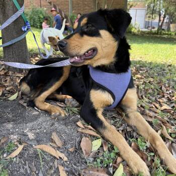 Nutter Butter -  Rottweiler and Mixed Breed Dog for Adoption in Aldie, Virginia - Nutter Butter | PetCurious