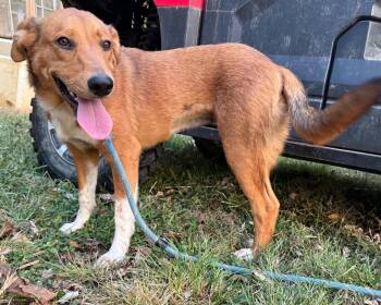 Rumi -  Labrador Retriever and Australian Cattle Dog Blue Heeler Dog for Adoption in Homer Glen, Illinois - Rumi | PetCurious