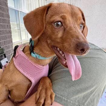 Sandy  (ln) -  Dachshund Dog for Adoption in White Bluff, Tennessee - Sandy  (ln) | PetCurious