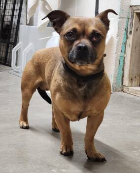 Chihuahua and Dachshund Dogs Available for Adoption - Skippy | PetCurious