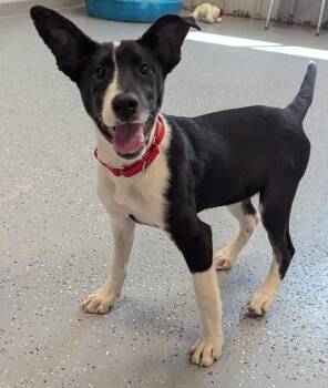 Mixed Breed Dogs Available for Adoption in Yankton, South Dakota - Runa | PetCurious